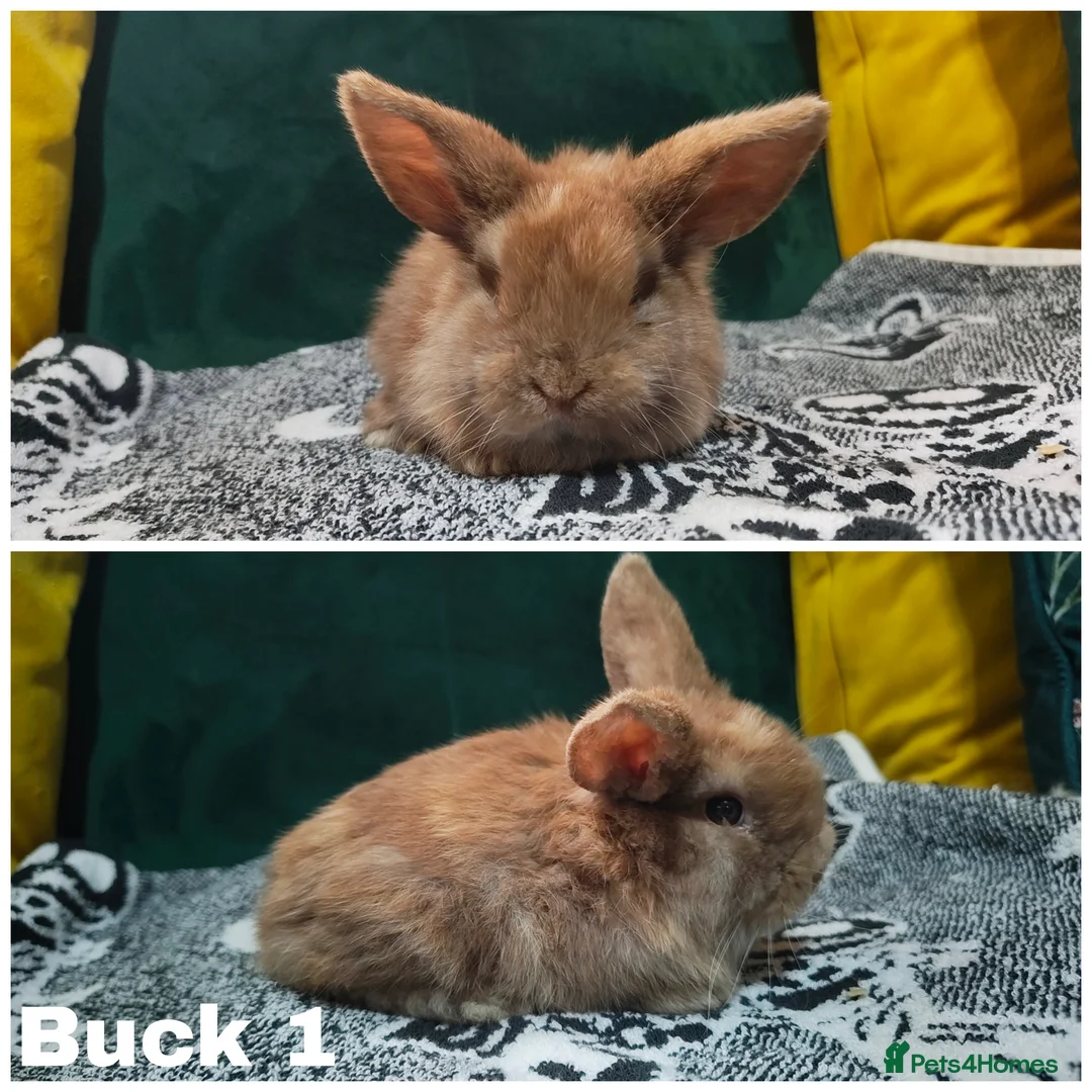 Mini Lop rabbits for sale: Stunning mini lops to reserve  - Advert 2