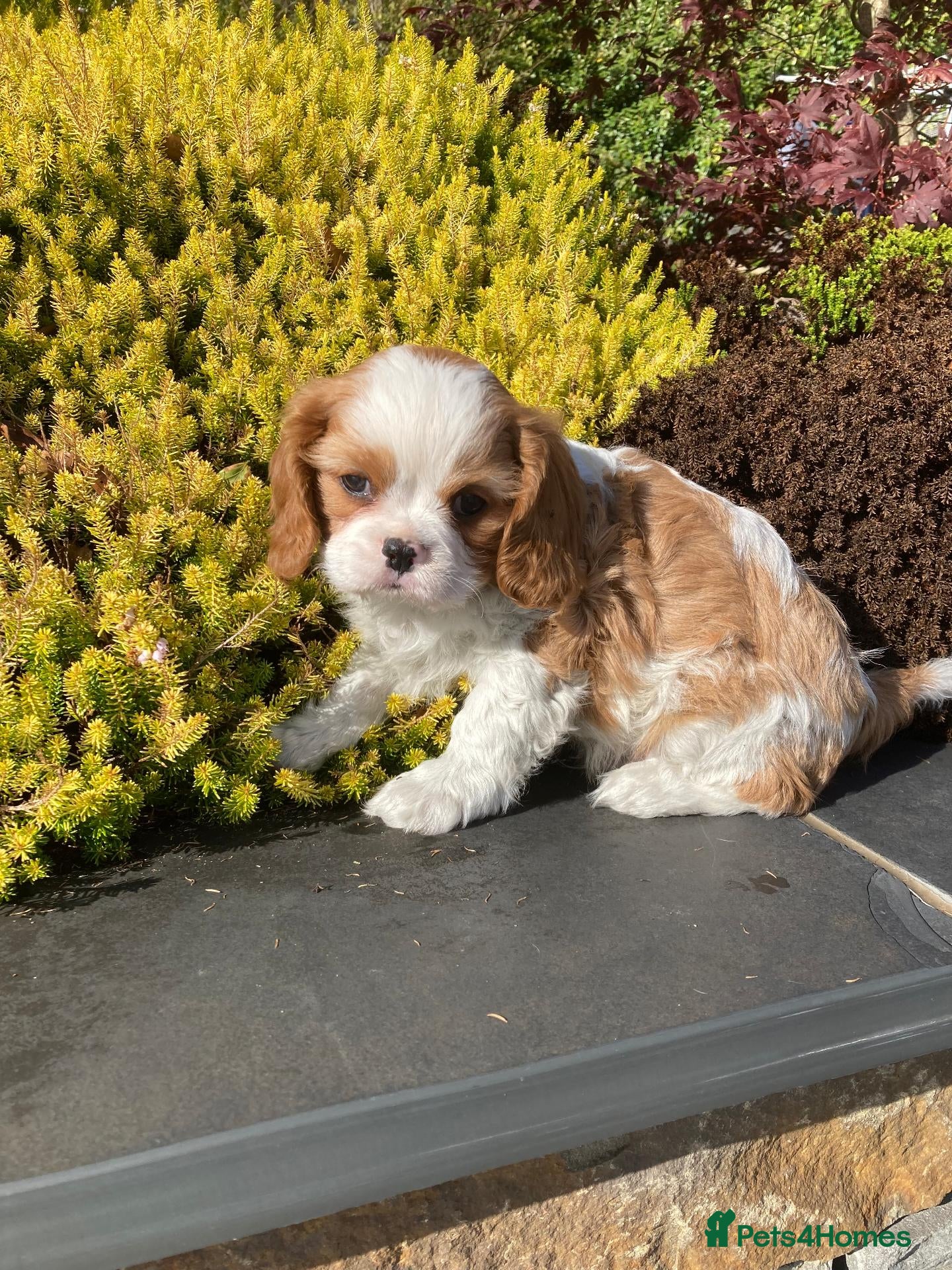 Cavalier King Charles Spaniel dogs KC tri/blenheim pups - health tested parents - Advert 1