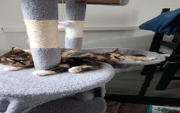 Domestic Shorthair cats for sale: cute mix breed kittens - Image 13