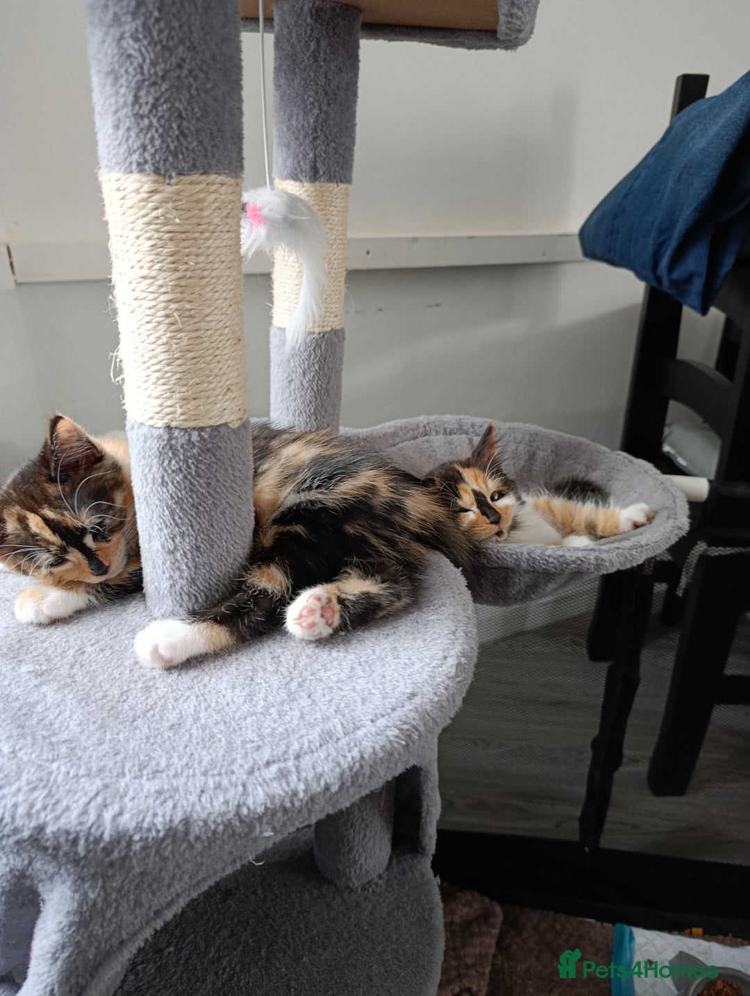 Domestic Shorthair cats for sale: cute mix breed kittens - Image 13