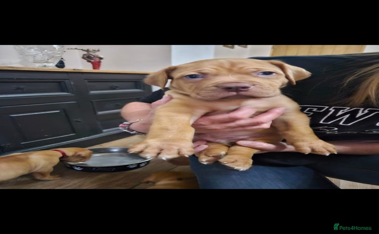 Dogue De Bordeaux dogs - Advert 1