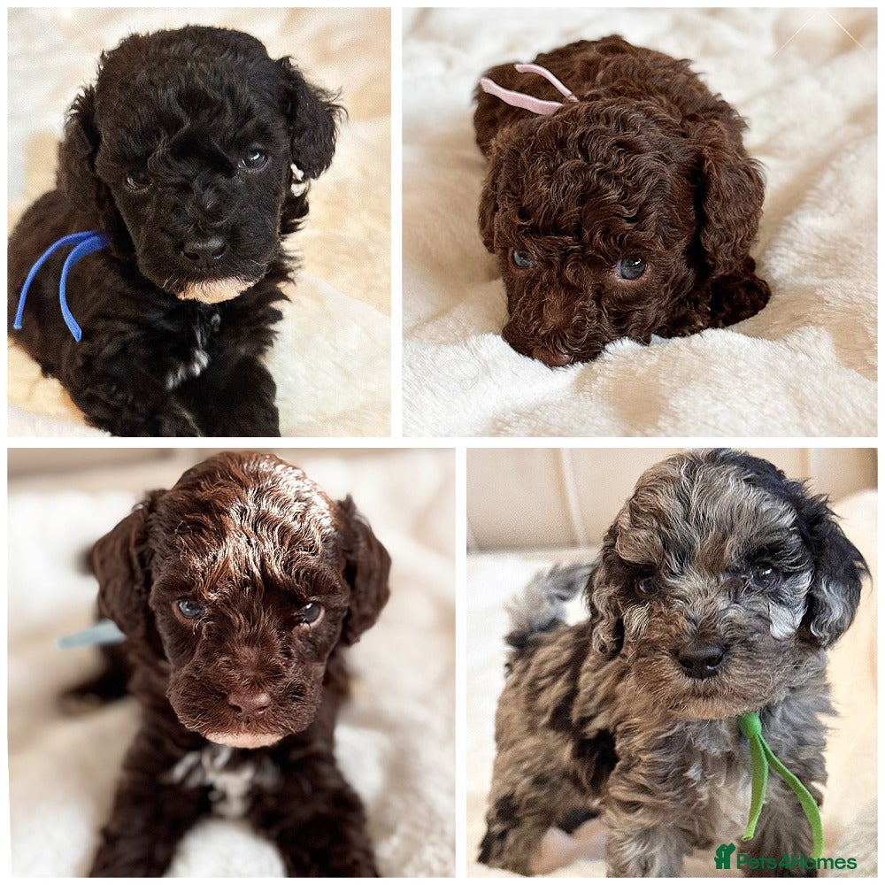 Cavapoo dogs Premium Quality Teddy Toy Cavapoos F1B - Advert 1