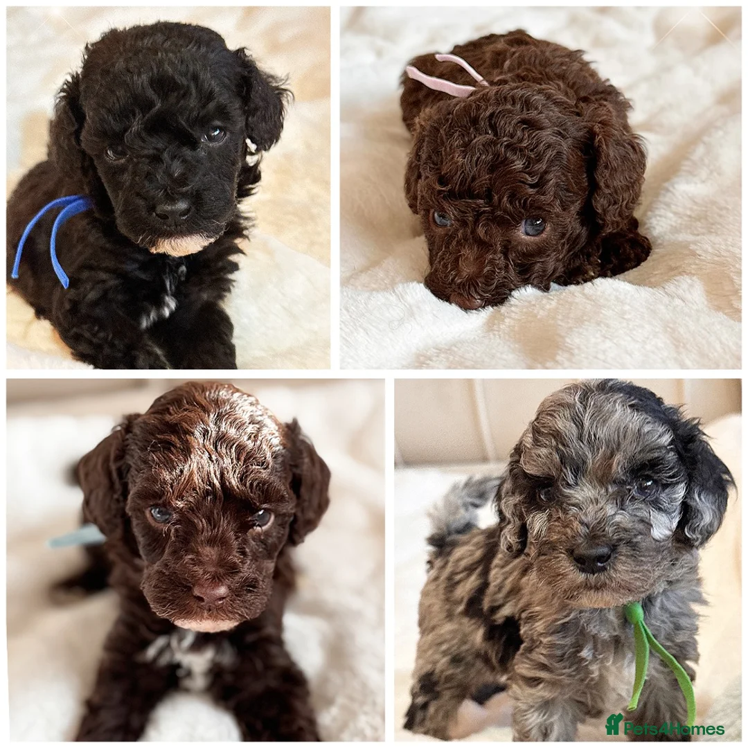 Cavapoo dogs for sale: Premium Quality Teddy Toy Cavapoos F1B - Advert 1