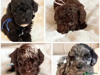 Cavapoo dogs for sale: Premium Quality Teddy Toy Cavapoos F1B - Advert 3