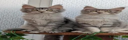 Maine Coon cats for sale: Stunning Maine coon kittens  - Advert 6