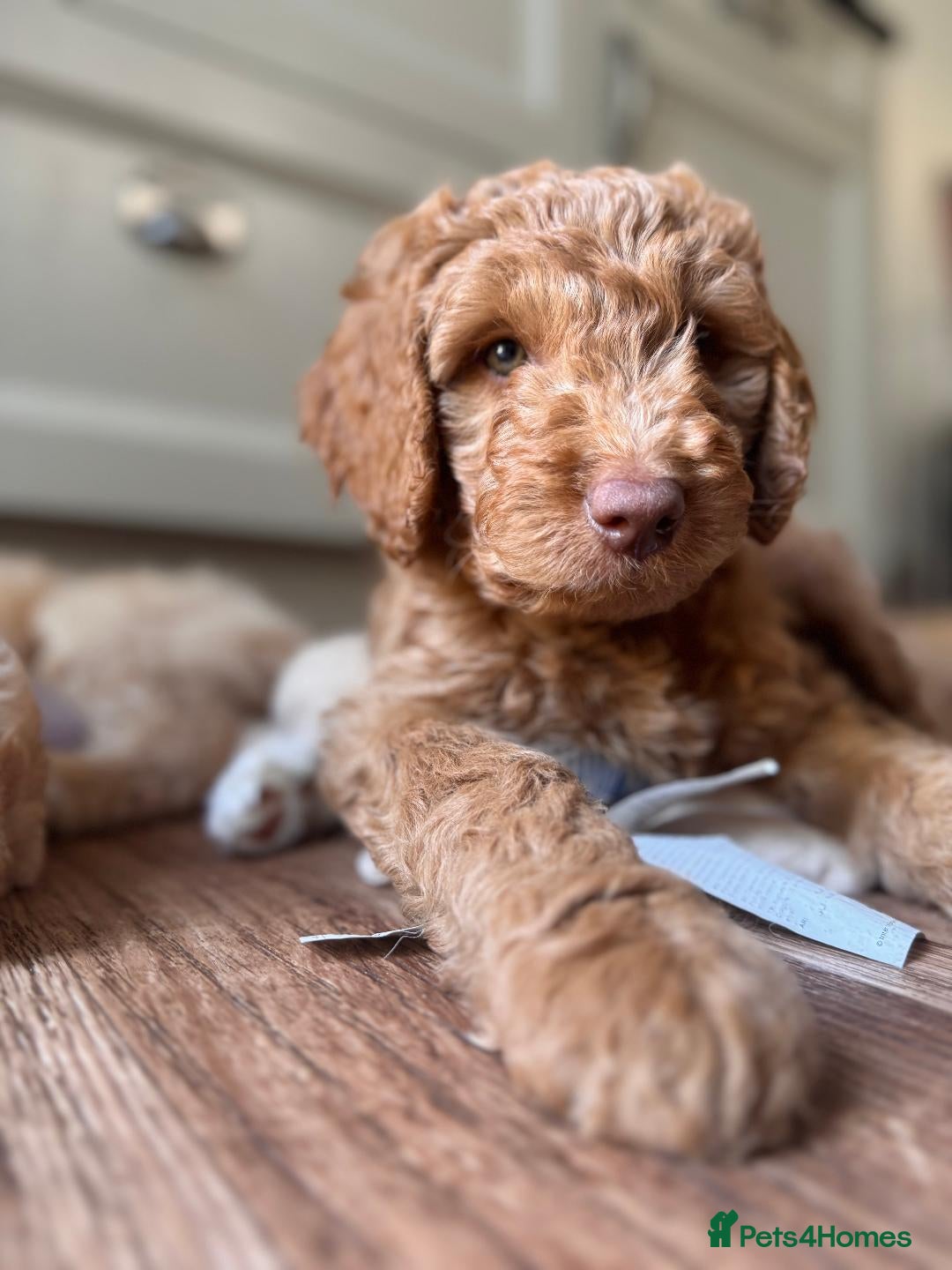 Mixed Breed dogs Adorable Australian fleece/wool Labradoodles - Advert 13