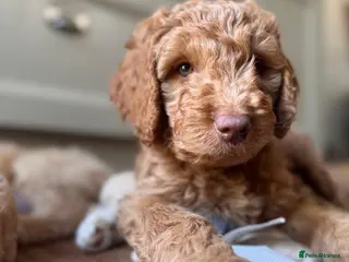Mixed Breed dogs Adorable Australian fleece/wool Labradoodles - Advert 13