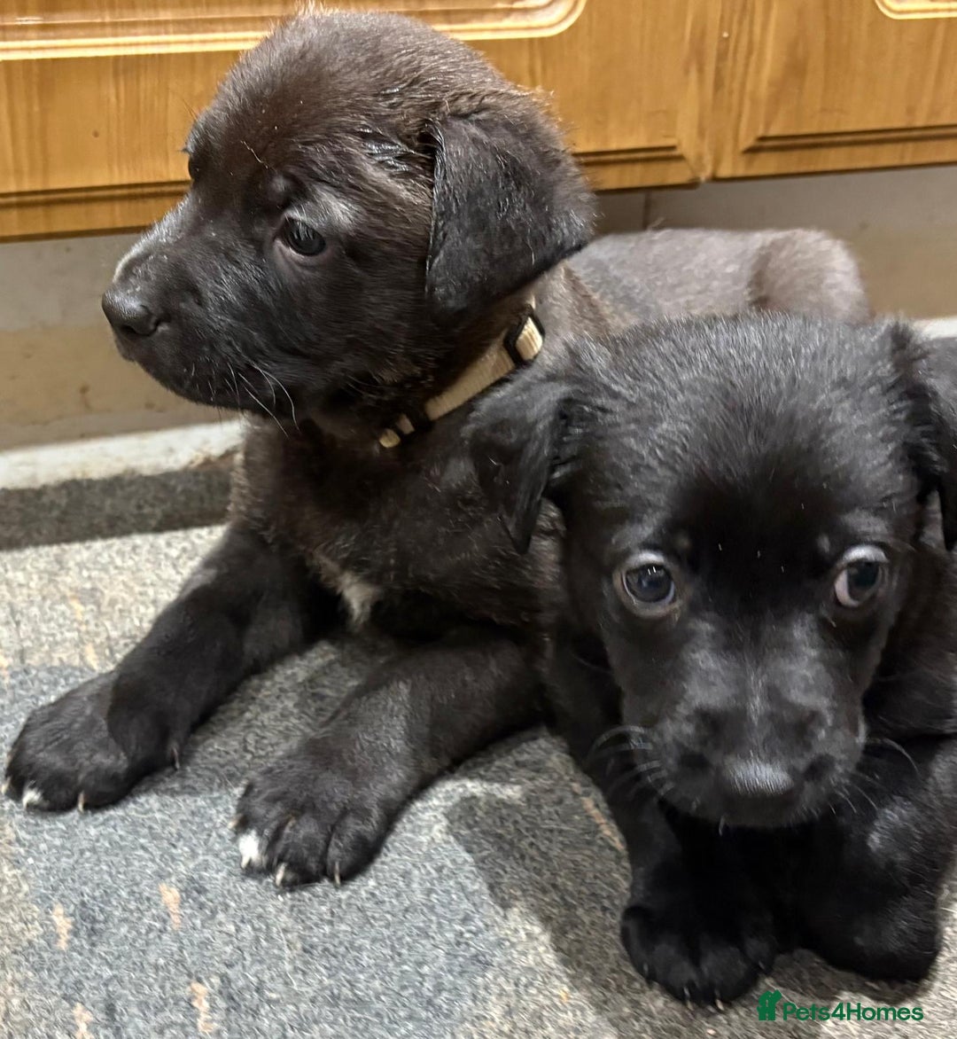 Mixed Breed dogs for sale: Gsd x Mali x Staffy - Image 3