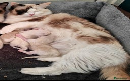 Ragdoll cats for sale: Ragdoll Kittens ready to go  - Image 2
