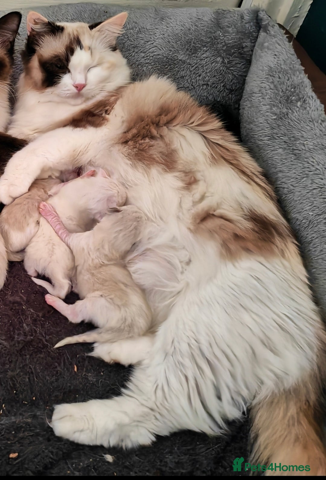 Ragdoll cats for sale: Ragdoll Kittens ready to go  - Image 2