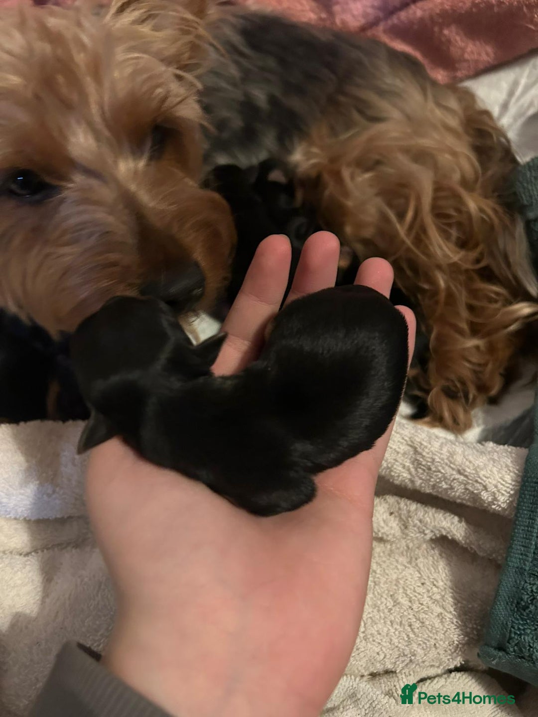 Yorkshire Terrier dogs for sale: Yorkshire terrier  - Advert 16