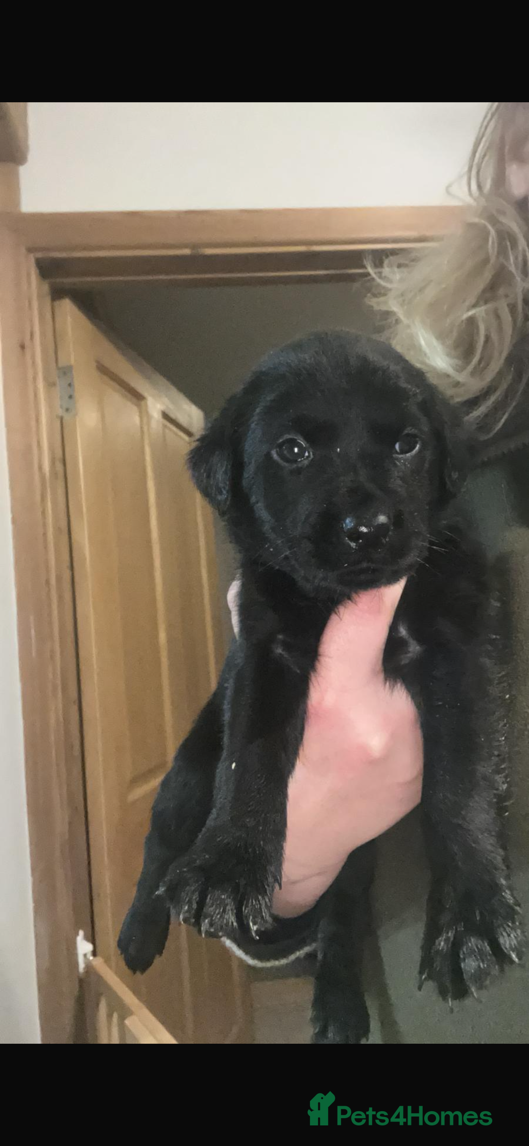 Labrador Retriever dogs for sale: Black Labrador pups  - Advert 11