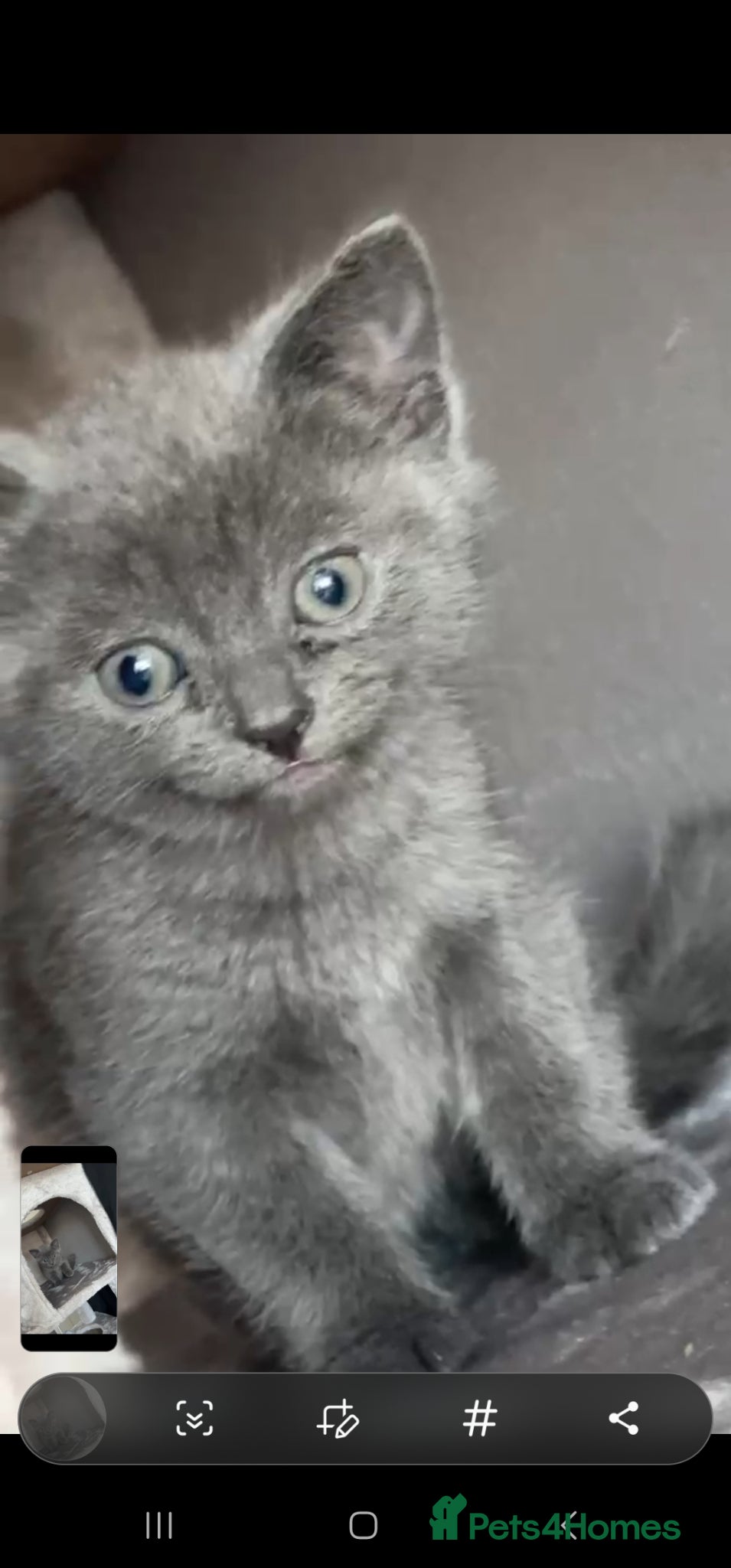 British Shorthair cats British shorthair/Russian babies 👶  - Advert 1