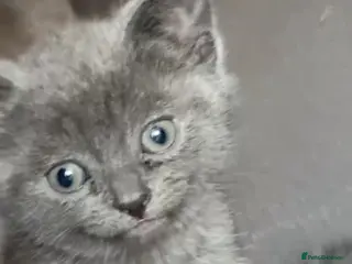 British Shorthair cats British shorthair/Russian babies 👶 - Advert 1