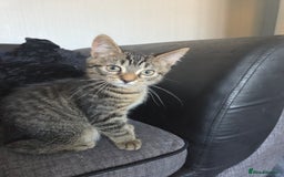 British Longhair cats for sale: Kittens - Image 6