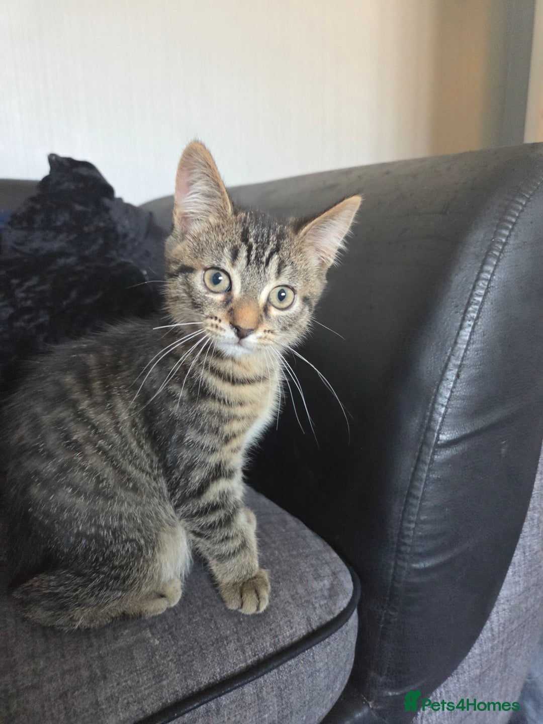 British Longhair cats for sale: Kittens - Image 6
