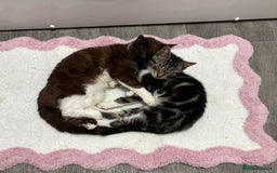 Mixed Breed cats for sale: Gorgeous tabby boy left  - Image 2