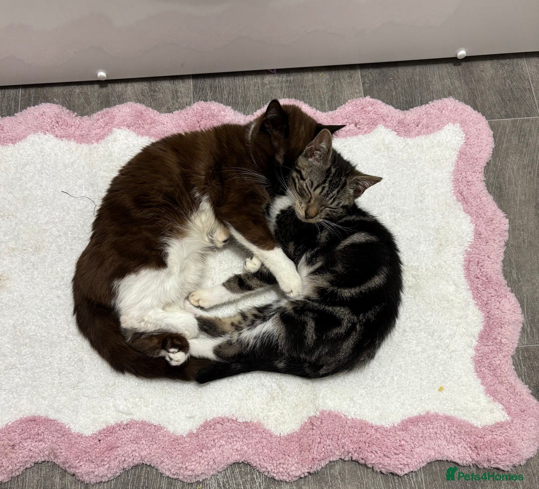 Mixed Breed cats for sale: Gorgeous tabby boy left  - Image 2