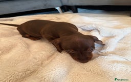 Miniature Dachshund dogs for sale: Miniature dachshund puppy brown boy ready to leave - Image 4