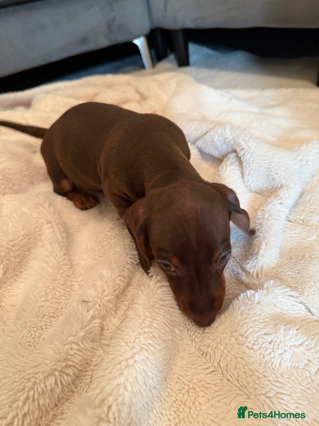 Miniature Dachshund dogs for sale: Miniature dachshund puppy brown boy ready to leave - Image 4