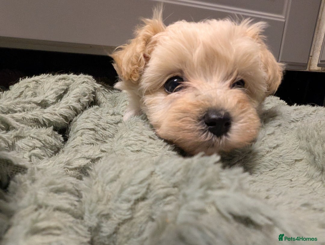 Maltipoo dogs for sale: Last Beautiful tiny female puppy available  - Image 16