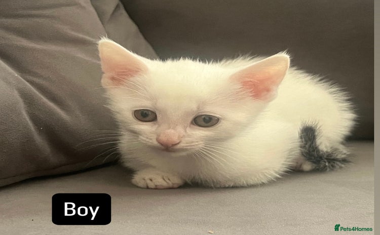 British Shorthair cats - Advert 9