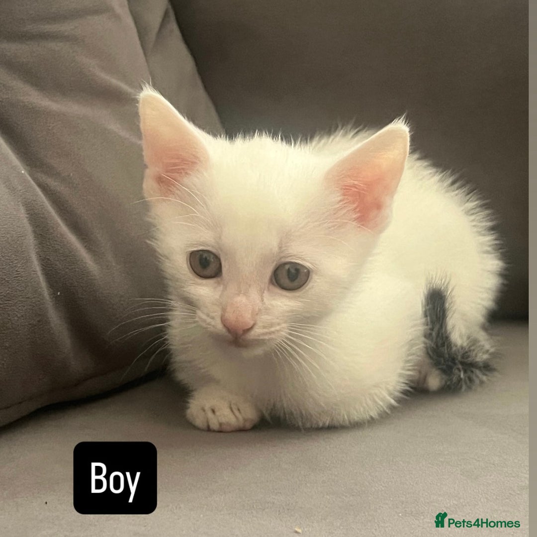 British Shorthair cats for sale: Four kittens  - Image 1