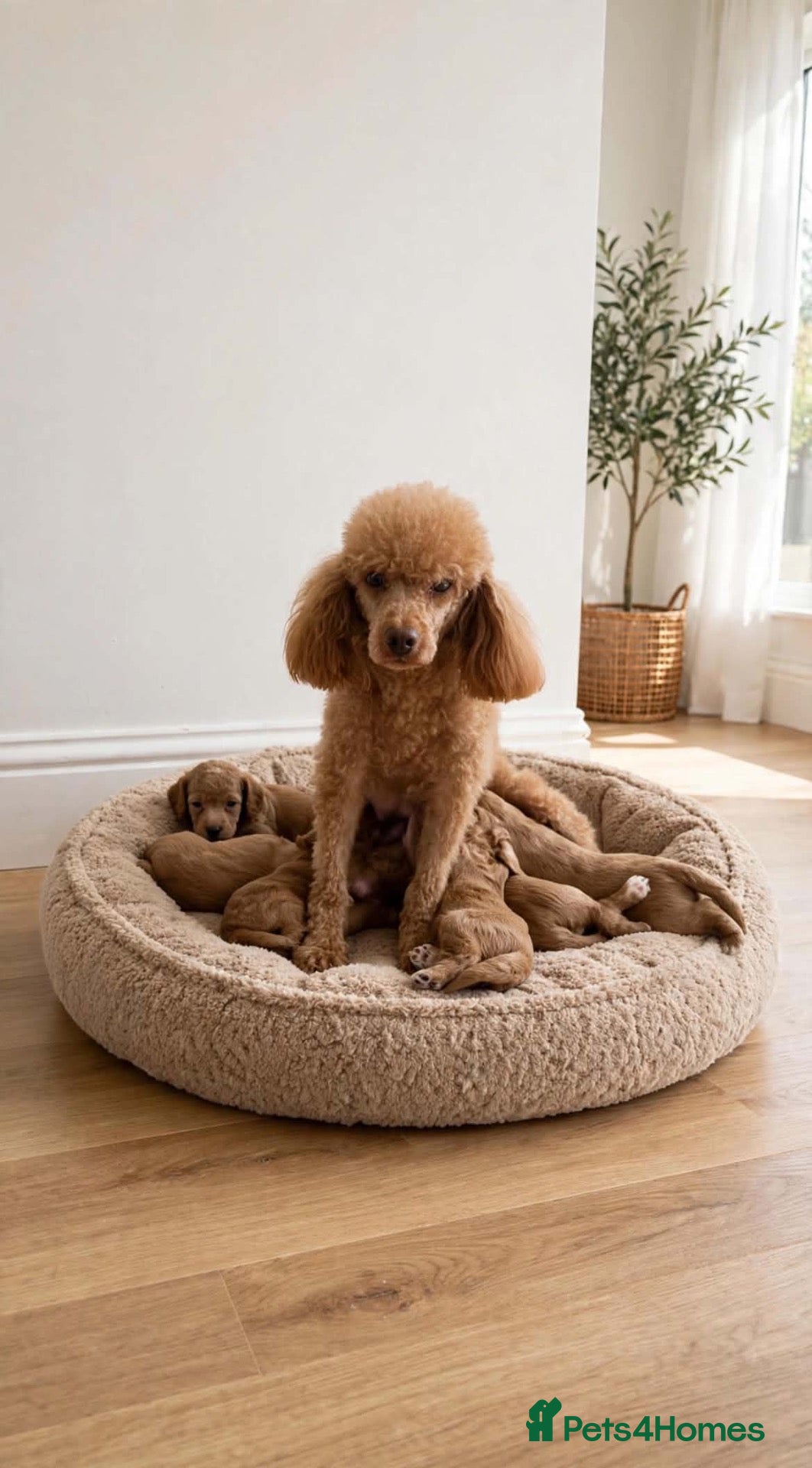 Cavapoo dogs Cavapoo puppies  - Advert 1