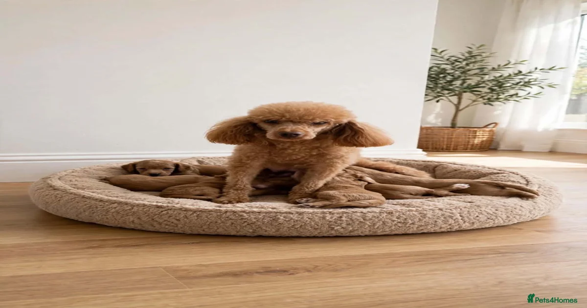Cavapoo puppies for sale in Durham | Pets4Homes