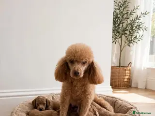 Cavapoo dogs Cavapoo puppies - Advert 1
