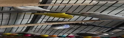 Budgerigars birds for sale: 8 Budgies and a pair of Lovebirds  - Advert 6