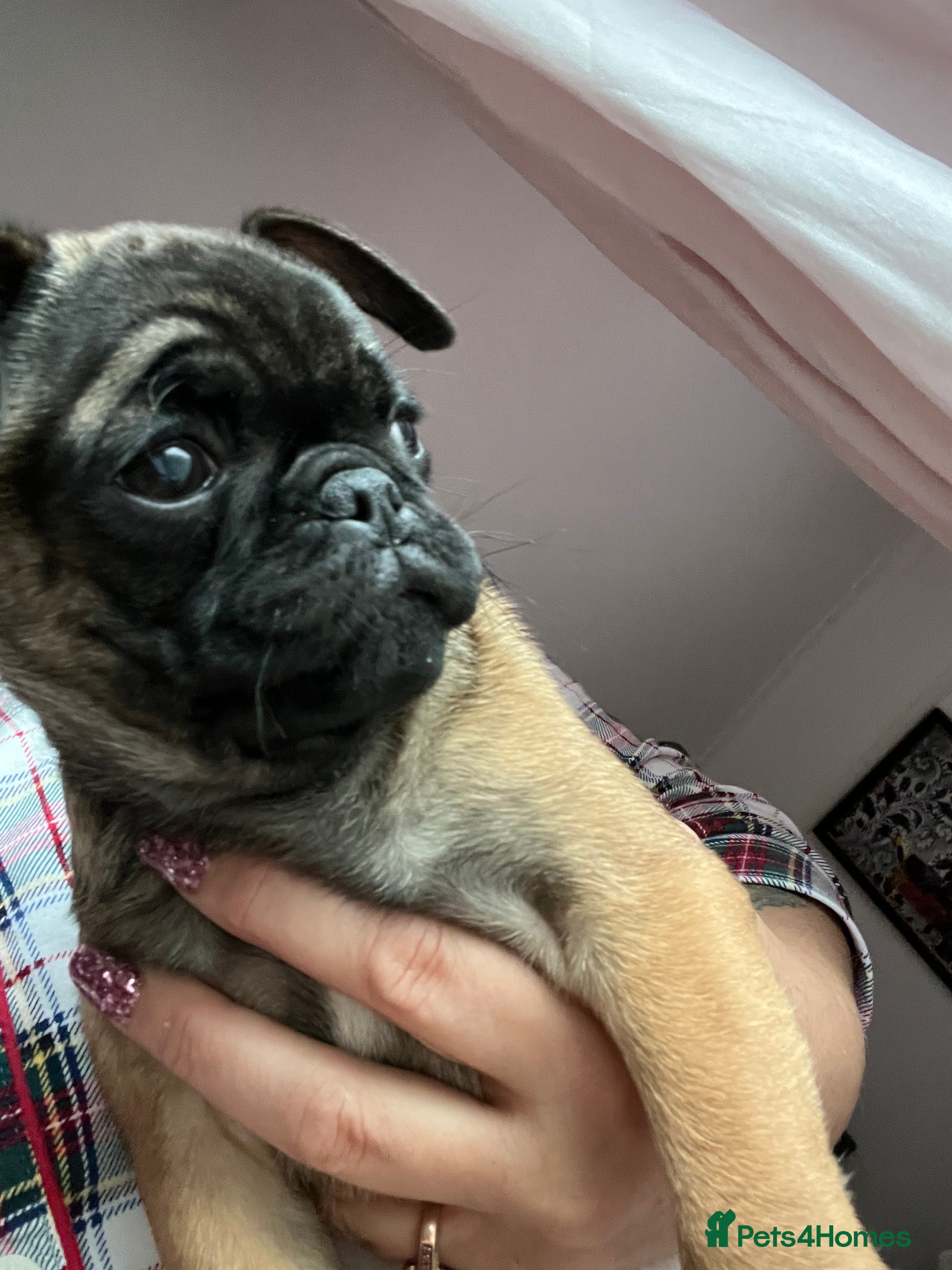 Pug dogs Female pug puppy ready now rare markings  - Advert 6