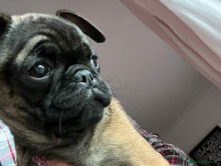 Pug dogs Female pug puppy ready now rare markings - Advert 6