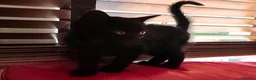 Mixed Breed cats for sale: Beautiful black kittens for sale. in Alloa - Advert 16