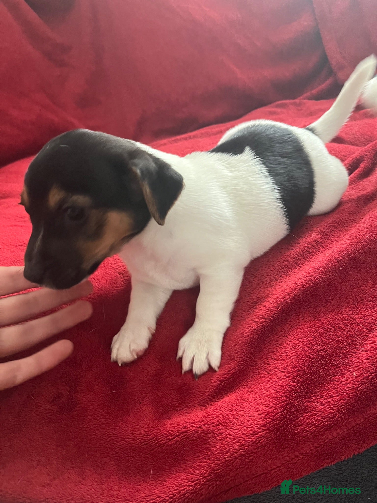 Jack Russell dogs Tri Coloured Jack Russell Puppies - Advert 3