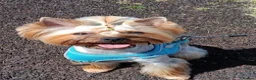 Yorkshire Terrier dogs for sale: A heart as beautiful as her smile... Meet Lina in Edinburgh - Advert 4