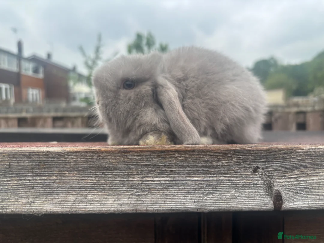 Mini Lop rabbits for sale: Mini Lop Rabbits Ready NOW - Advert 3