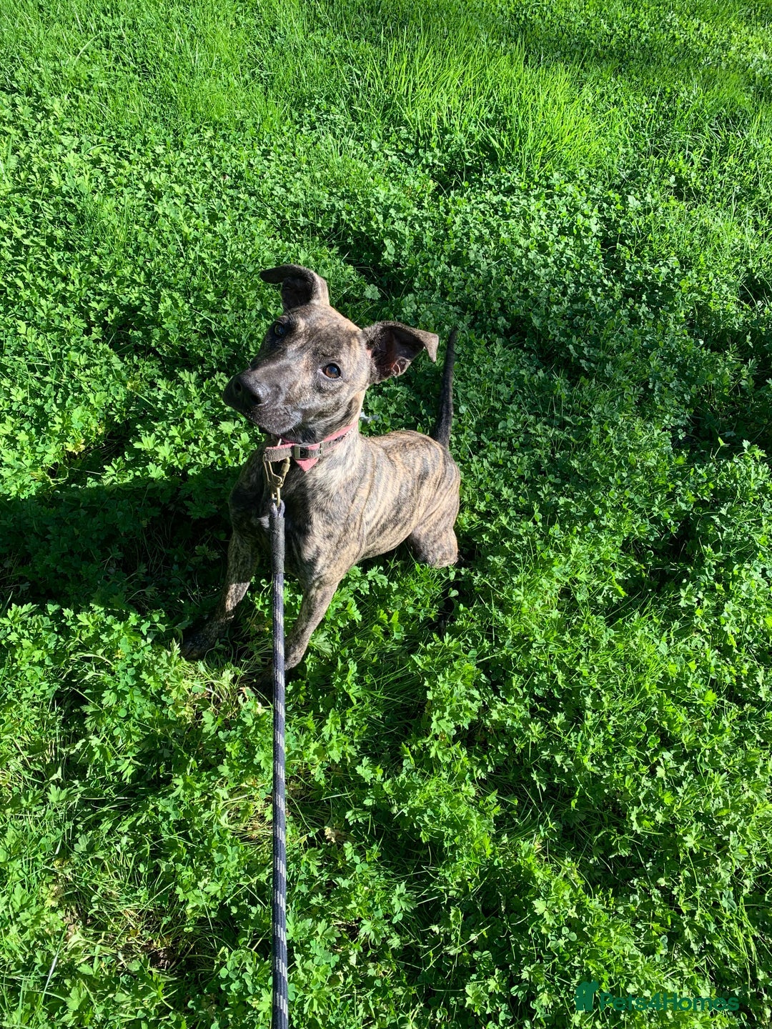 Mixed Breed dogs for sale: 2 x 9 month Lurcher x bullmastiff  - Image 3