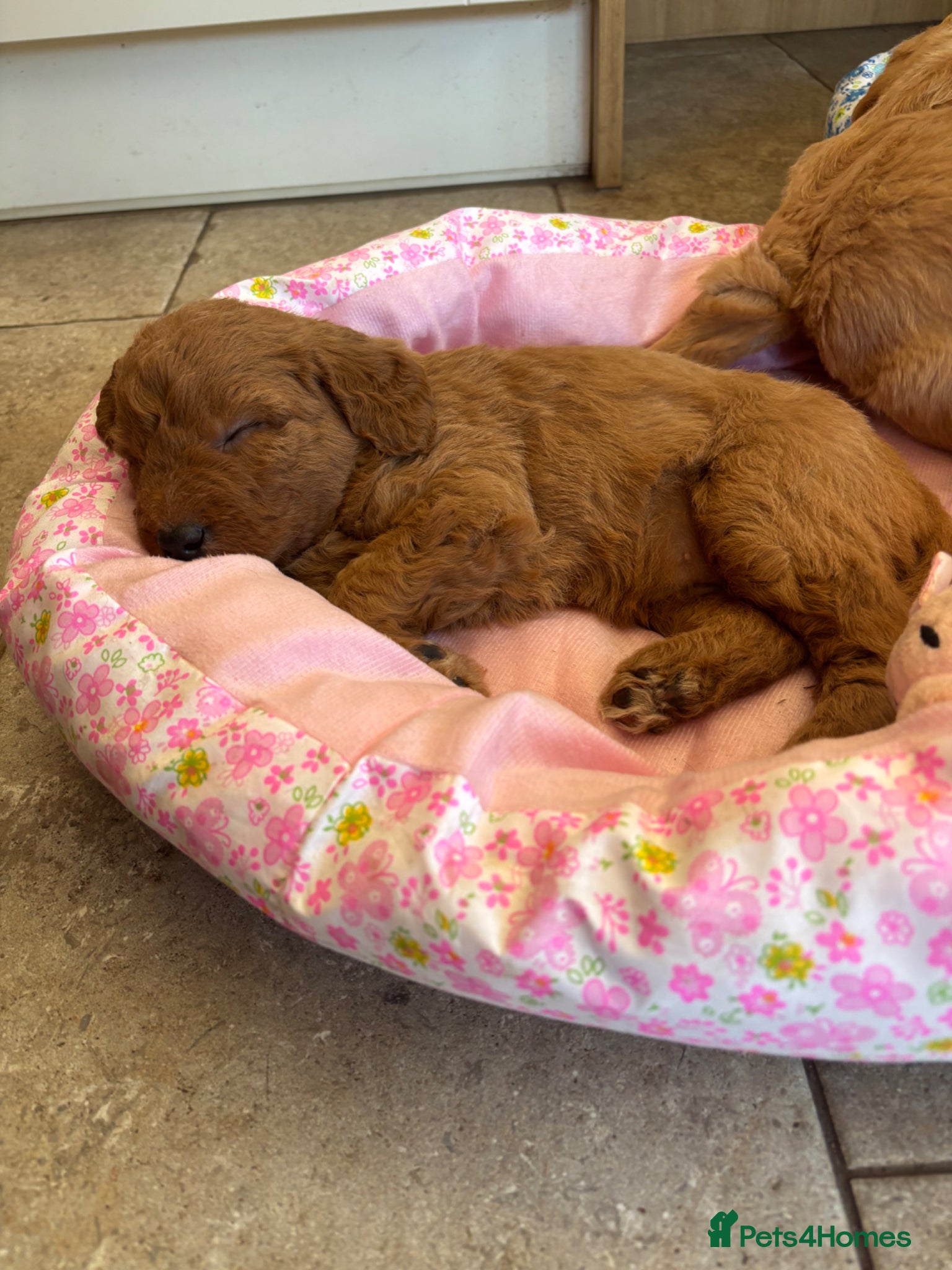 Labradoodle dogs F1 Labradoodle Puppies  - Advert 1