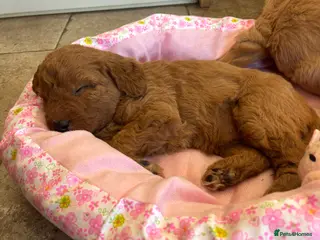 Labradoodle dogs F1 Labradoodle Puppies - Advert 4