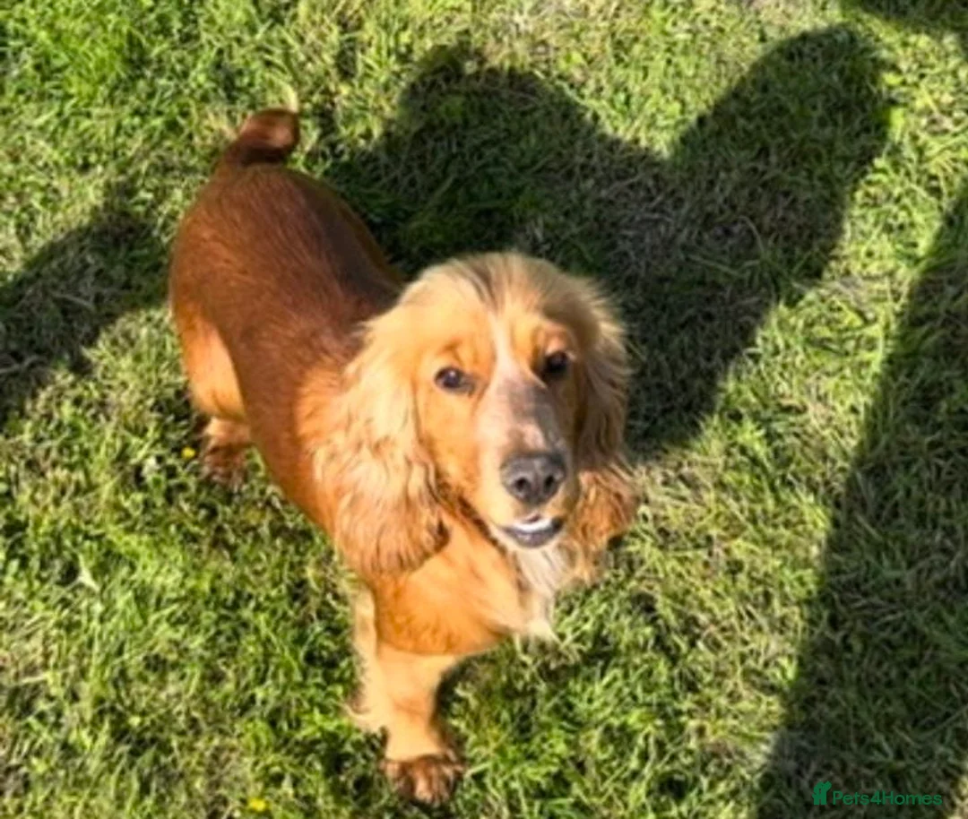 Cocker Spaniel dogs for sale: Show cocker spaniel puppies  - Advert 2