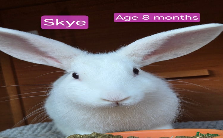 Mixed Breed rabbits - Advert 3