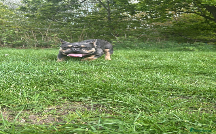 French Bulldog dogs - Advert 1