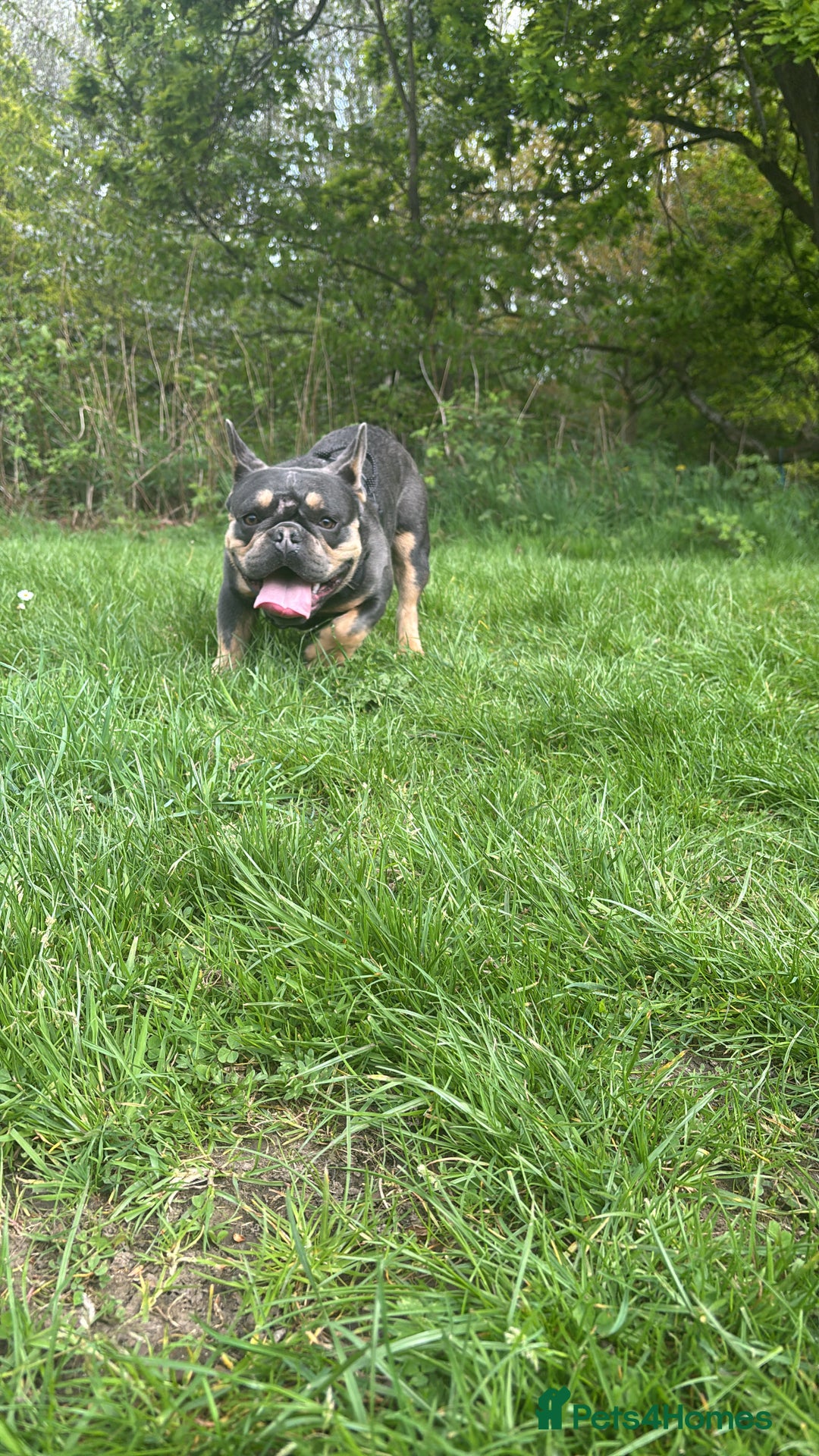 French Bulldog dogs for sale: french bully dog  - Image 1