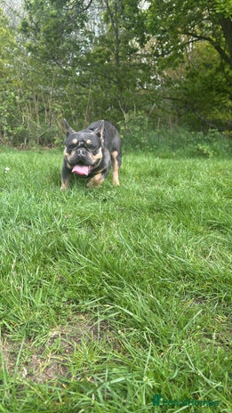 French Bulldog dogs - Advert 2