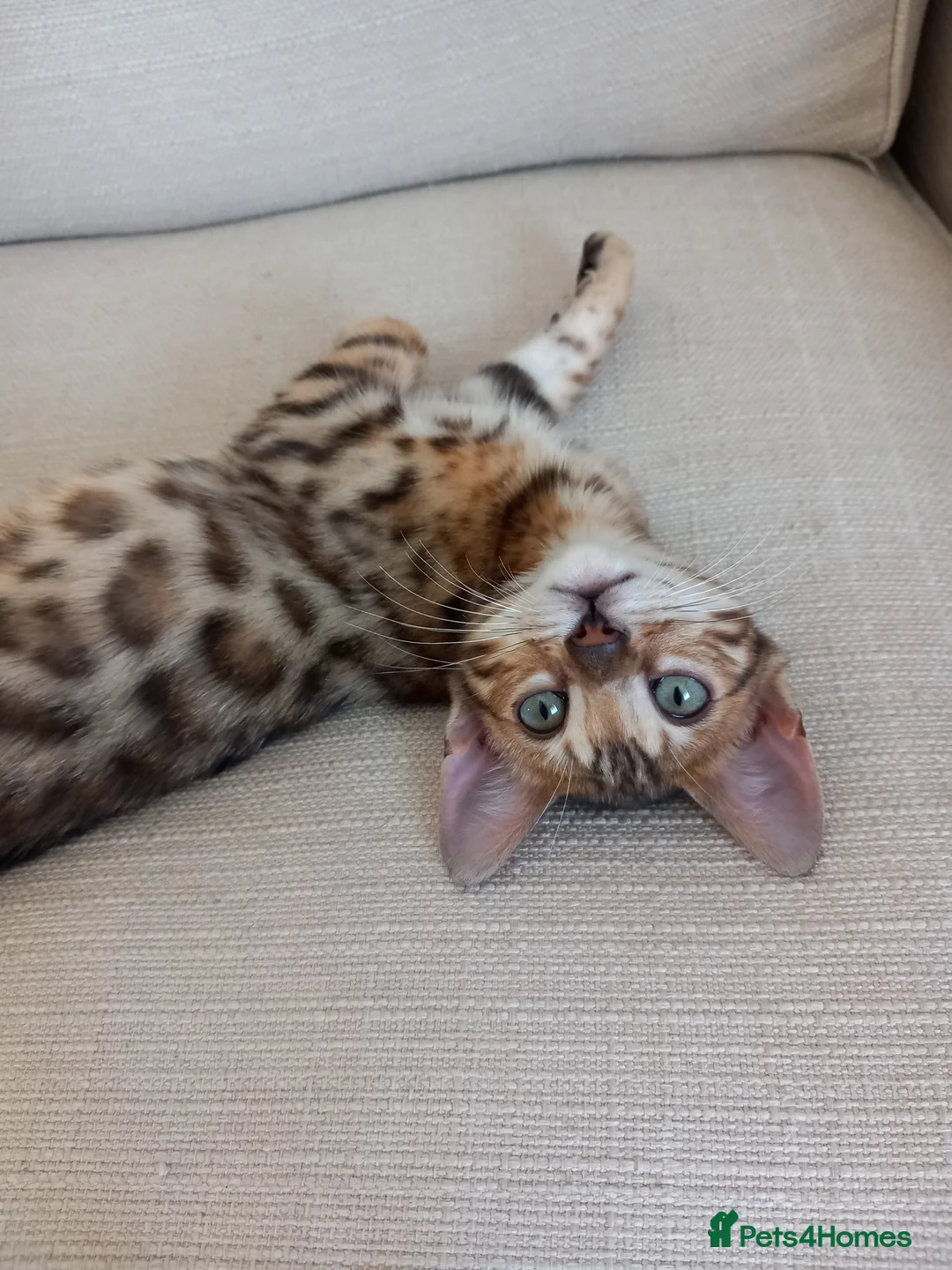 Bengal cats for stud: PROVEN ♡ Handsome BENGAL STUD > Carries SNOW + SLV in Birmingham - Advert 9