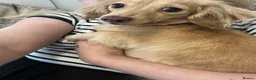 Miniature Dachshund dogs for sale: Cream shaded brown long haired dachshund for sale  - Advert 2