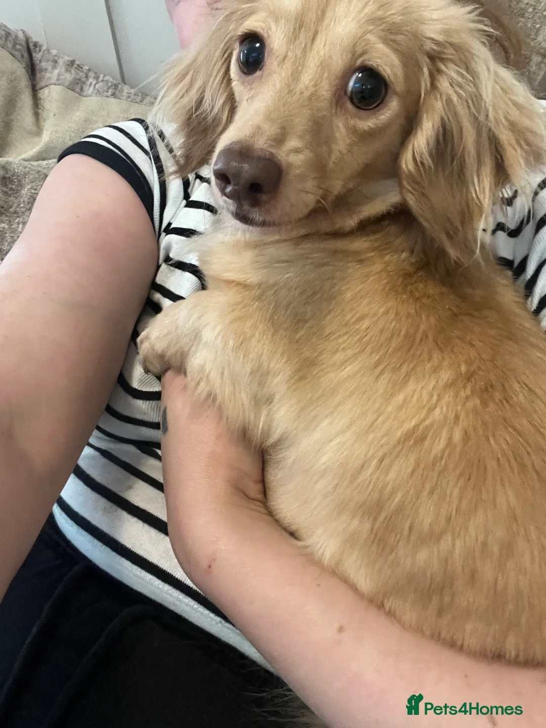 Miniature Dachshund dogs for sale: Cream shaded brown long haired dachshund for sale  - Advert 2