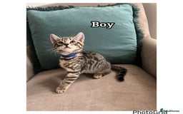 Mixed Breed cats for sale: 6 kittens  - Image 6