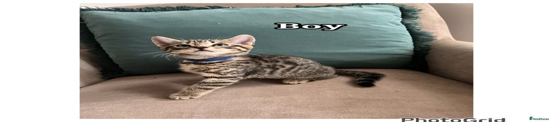 Mixed Breed Kitten 3